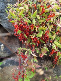 Kúszó sóbokor - Chenopodium nutans, Chenopodium nutans, saláta